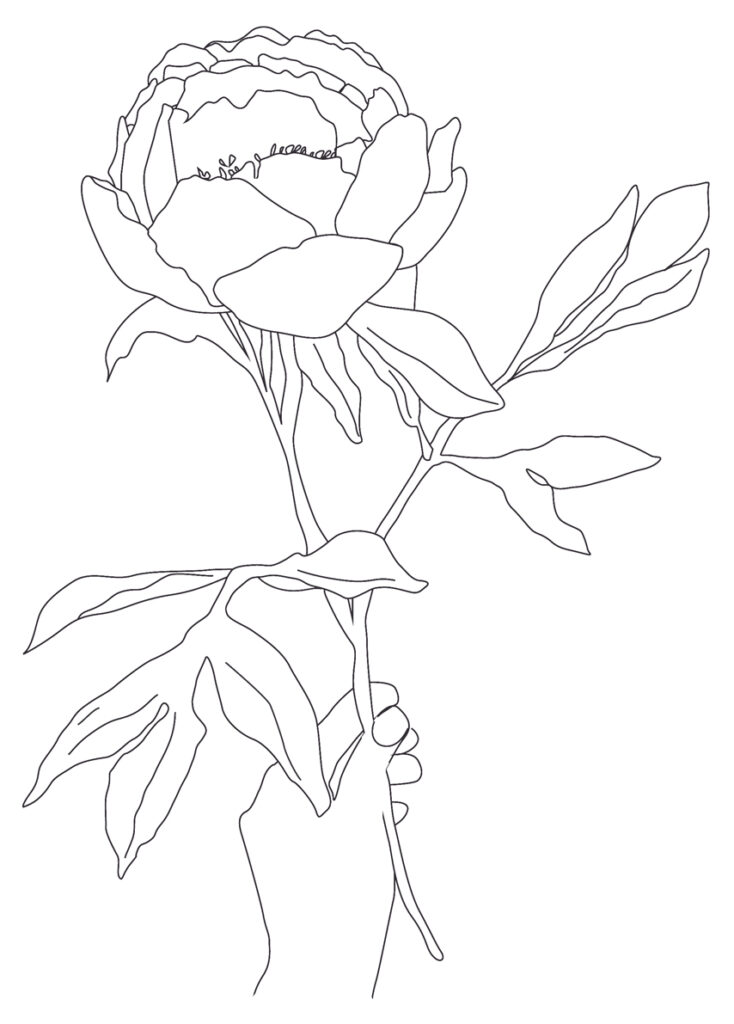 dessin pivoine
