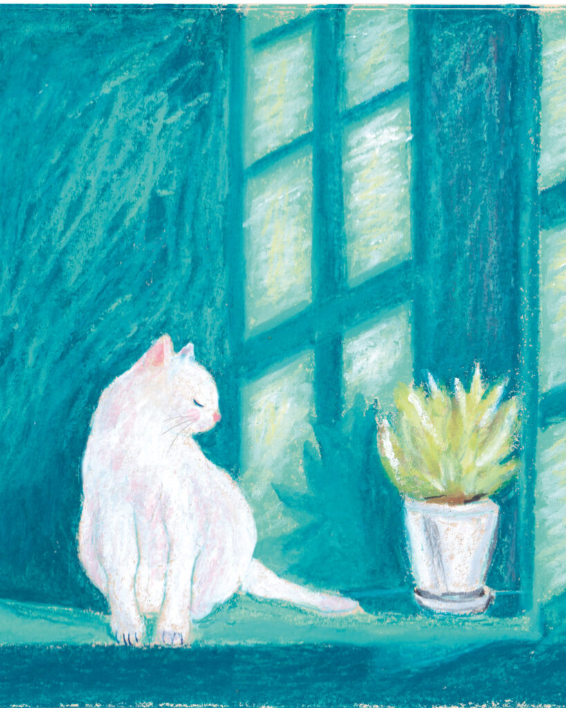 chat blanc fenetre